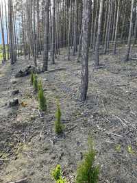 Siatka lesna leśna ogrodzeniowa 150cm okolo 80-100 metrow