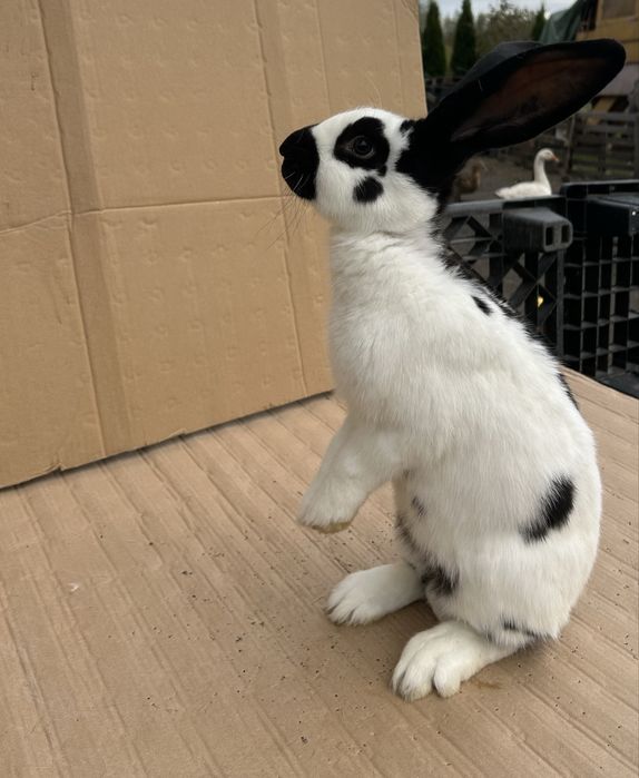 Olbrzym srokacz czarny, niebieski młode  samce i samice