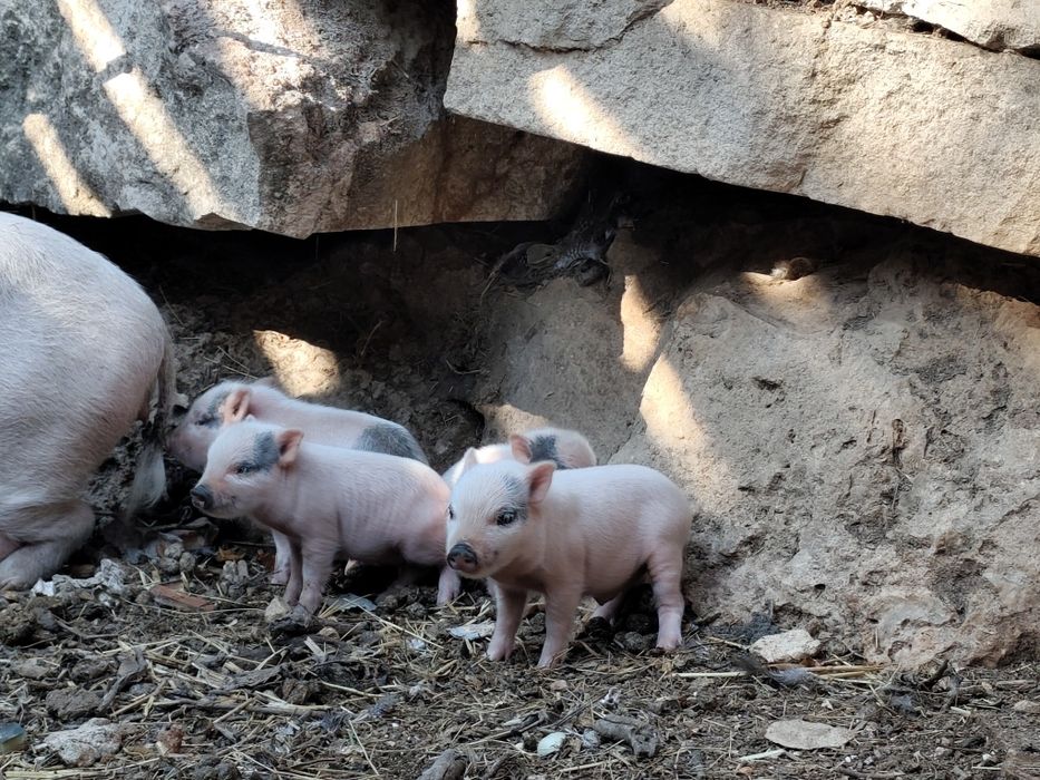 Mini pigs filhos de mãe branca e pai castanho