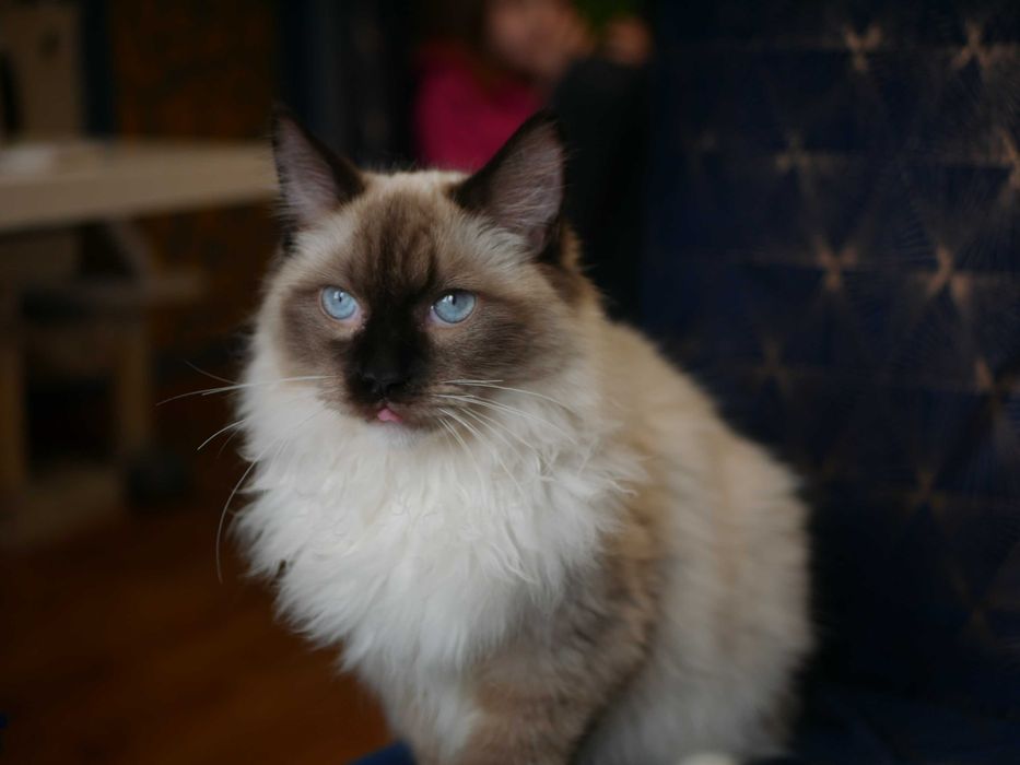 Ragdoll kocur hodowano wystawowy ,FPL,FIFE