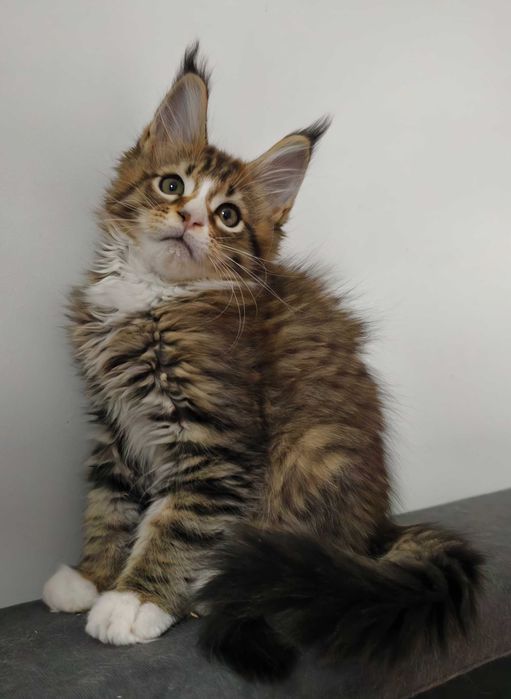 Maine Coon cudny kocurek