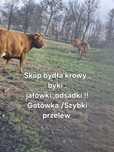 Krowy odsadki jałówki