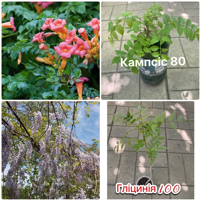 Плющ, бересклет, барбарис