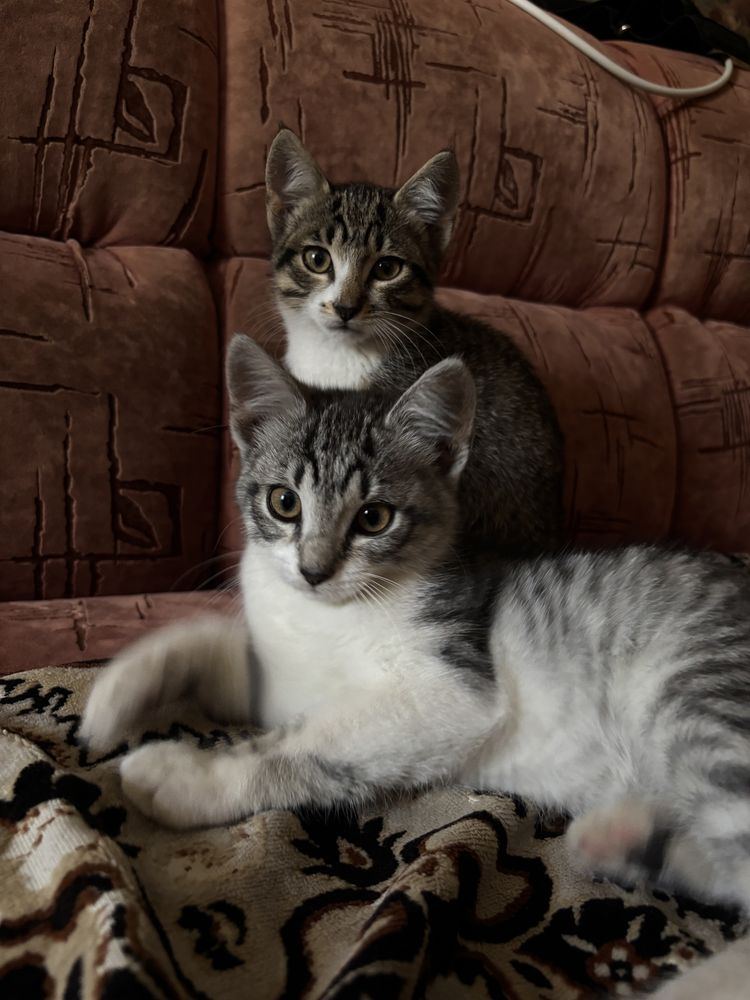 Котенята, дівчата 2 місяці