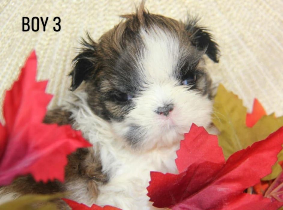 Shih- tzu piesek Zkwp FCI