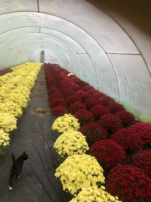 Chryzantemy drobnokwiatowe