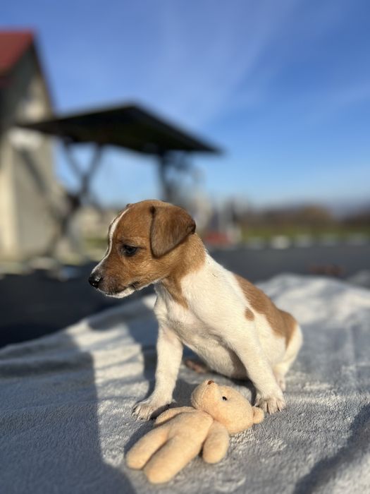 Щеночки Джек Рассел