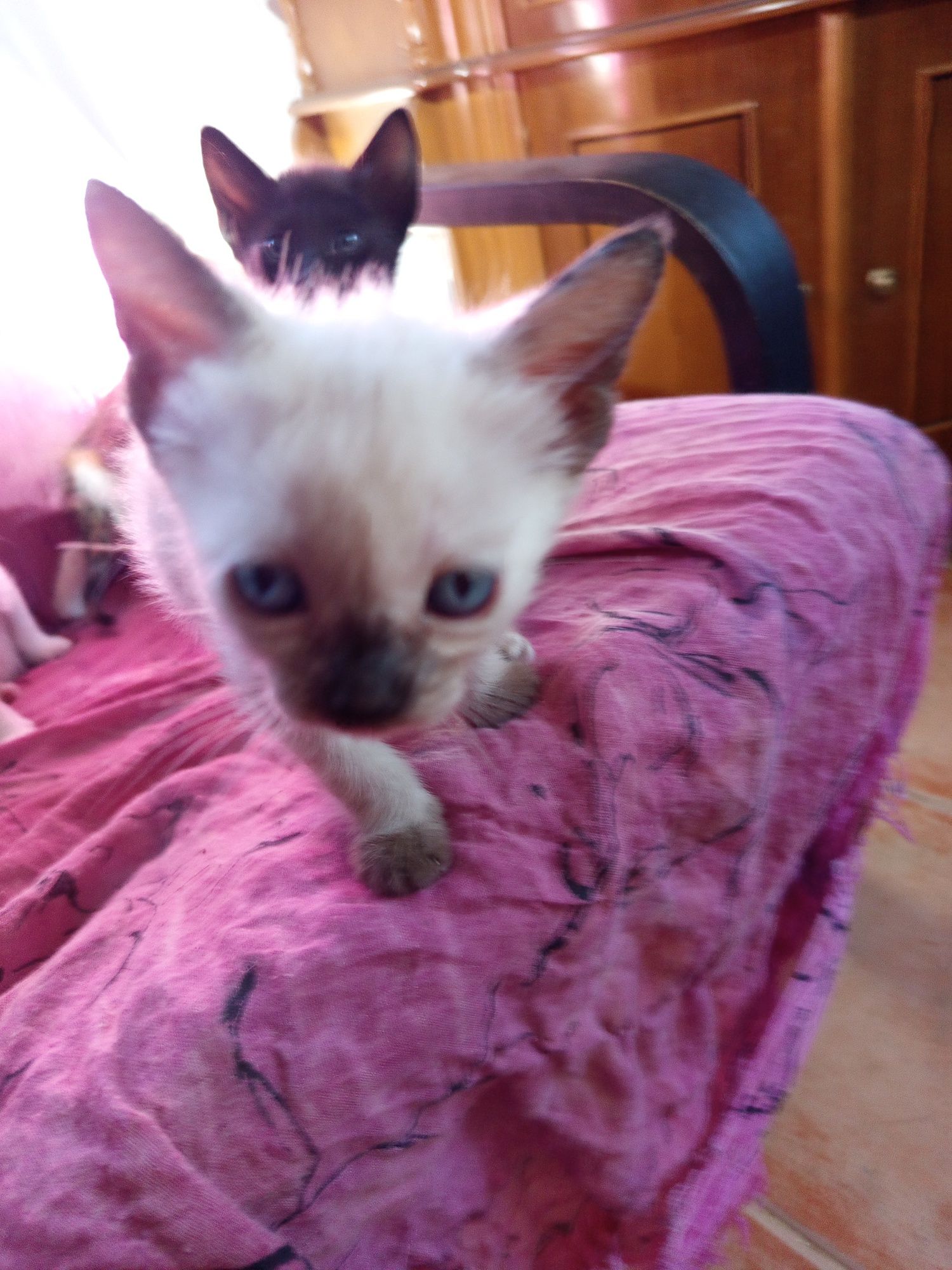 Gatinhos para adoção