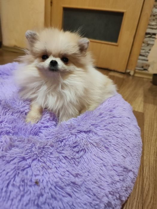 Супер мини девочка