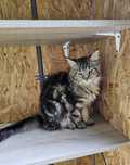 Piękna kotka Maine Coon / rodowód FPL / na kolanka