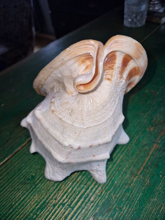 Ракушка Океанська.Велика