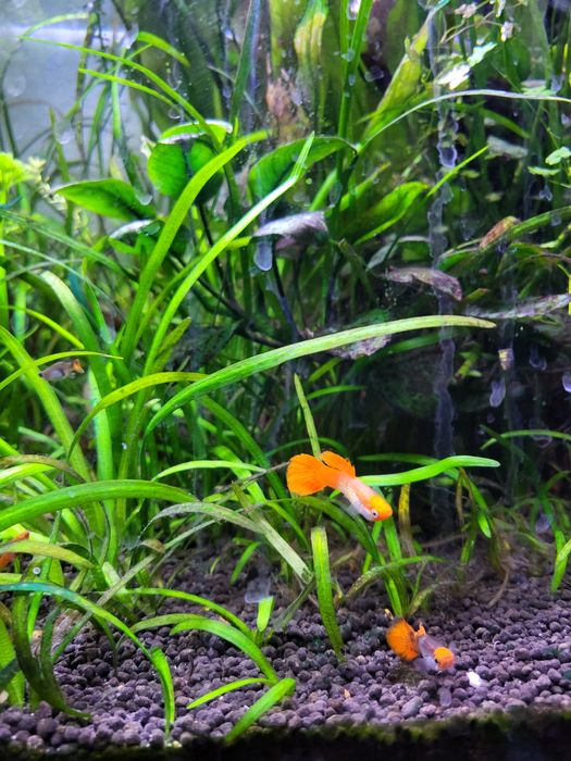 10 guppys nariz vermelho juvenis