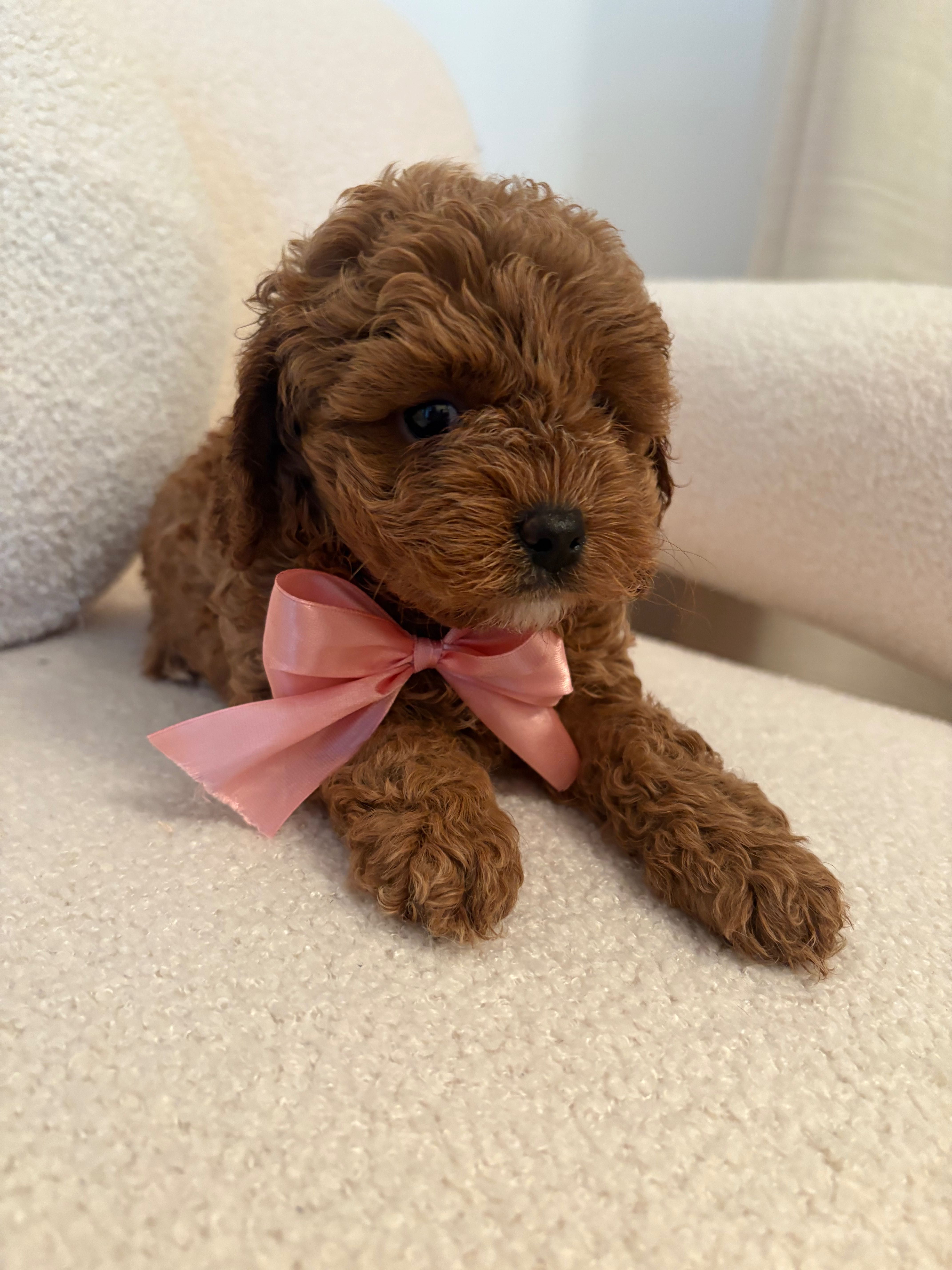 Cavapoo suczka red