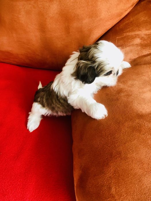 Shih tzu szczeniaczek
