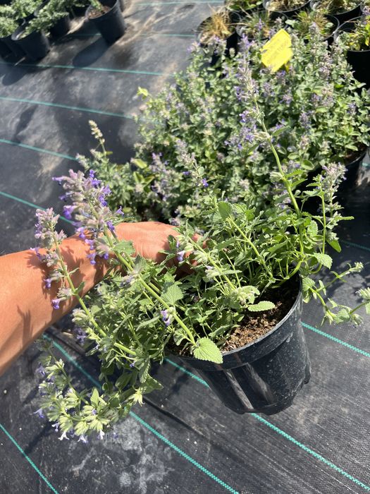 Продам котовник фіолетовий, котяча мята, багаторічник  на осмокоті!