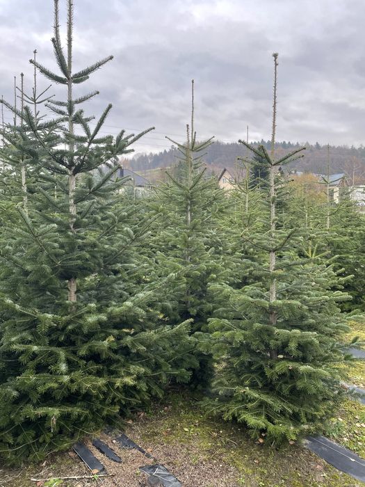 Choinki - jodły i świerki