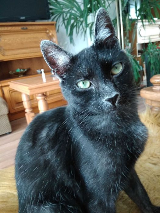 Cudny srebrny Dyzio szuka domu