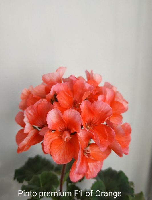 Сортові пеларгонії