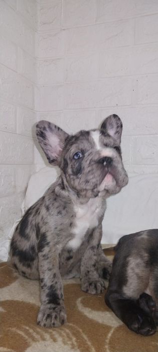 Девчуля с голубыми глазами