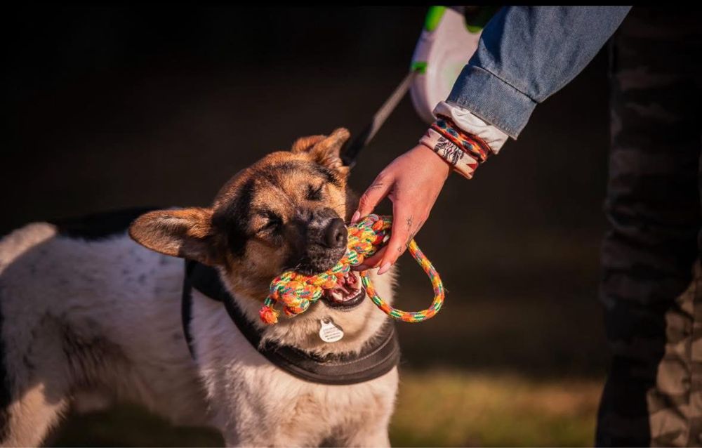 Kajtek do adopcji