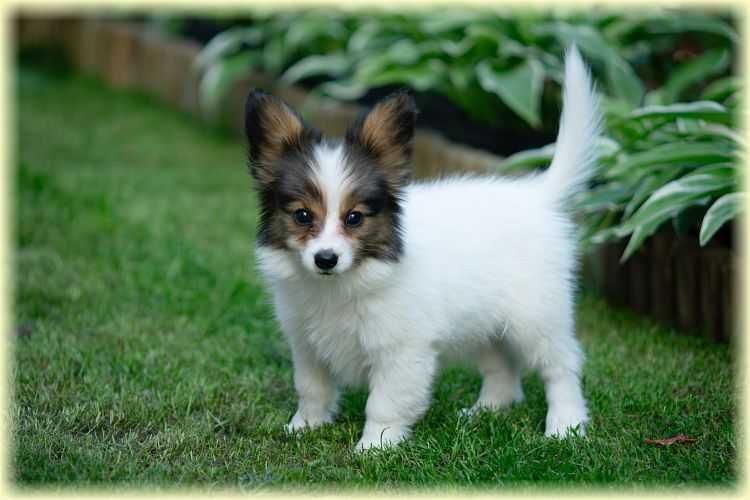Spaniel kontynentalny miniaturowy papillon ZKwP/FCI