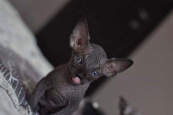 Kocurek Sfinks wcf super cena