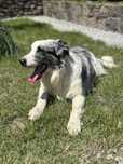 Border collie blue merle 4 miesiące