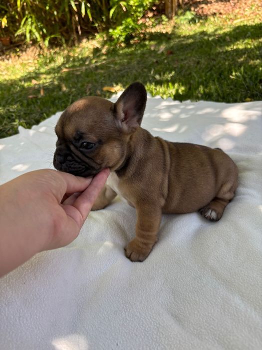 Bulldog Frances femea fawn