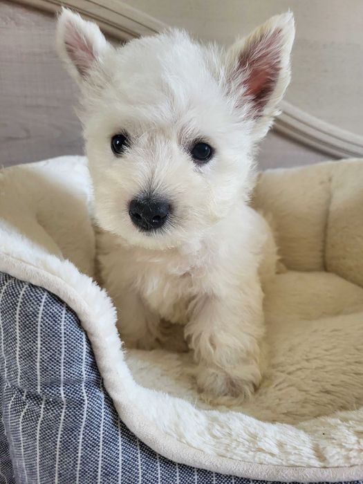 Цуценята Вест Хайленд Уайт Тер'єр, розплідник пропонує