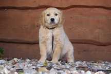 Golden Retriever szczeniak
