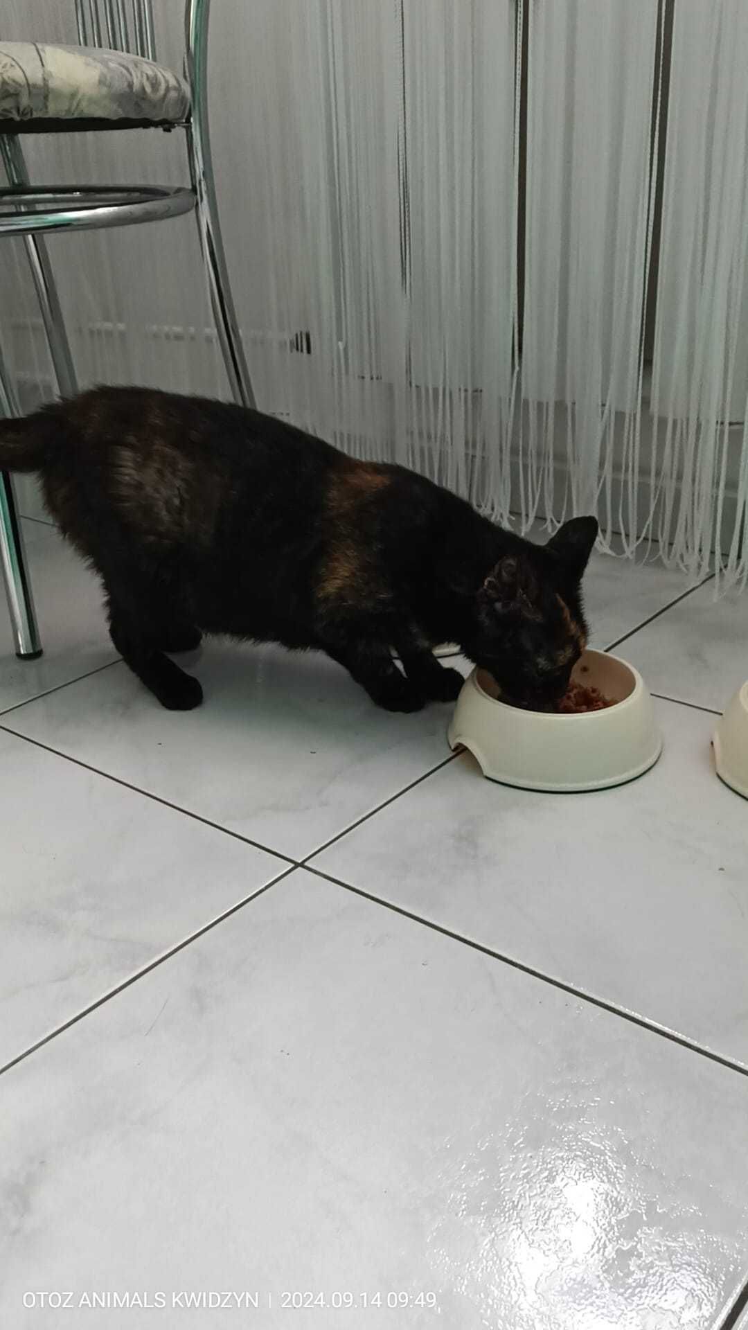 Piękna szylkretka Zuzia do adopcji