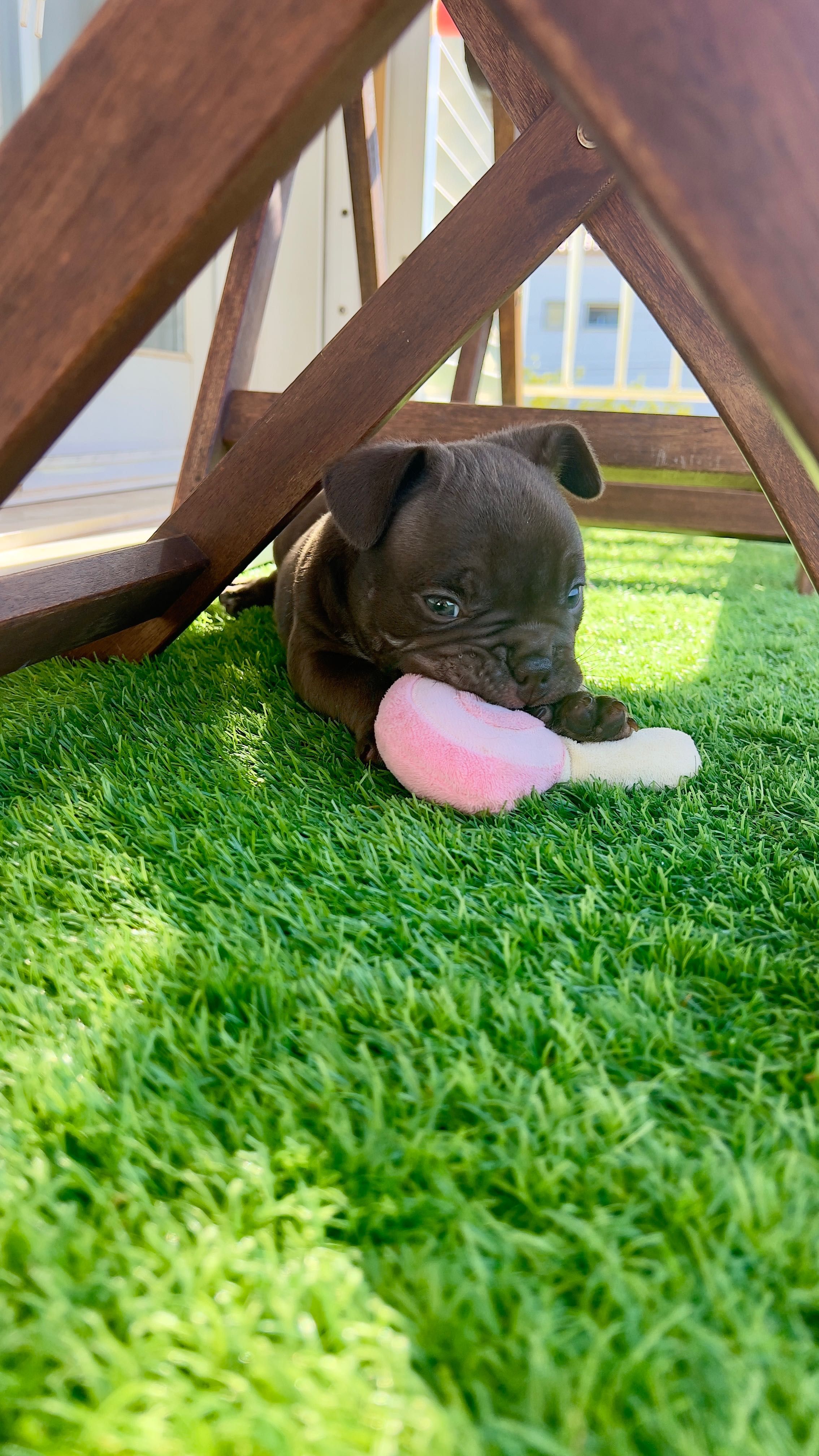 American Bully Micro Chocolate – Linhagem 2xCrow Importada