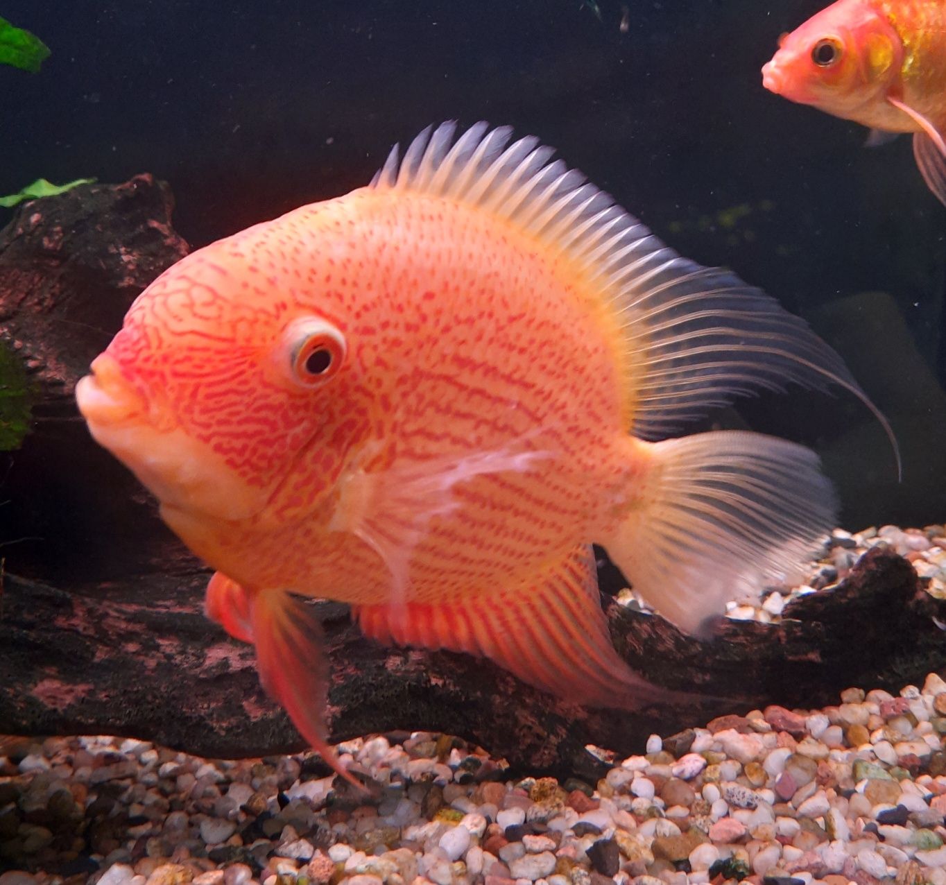 Pielegnica Severum Red samiec ok 20 cm