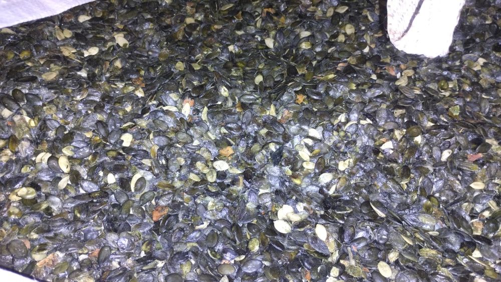 Pestki dyni bezluskowej