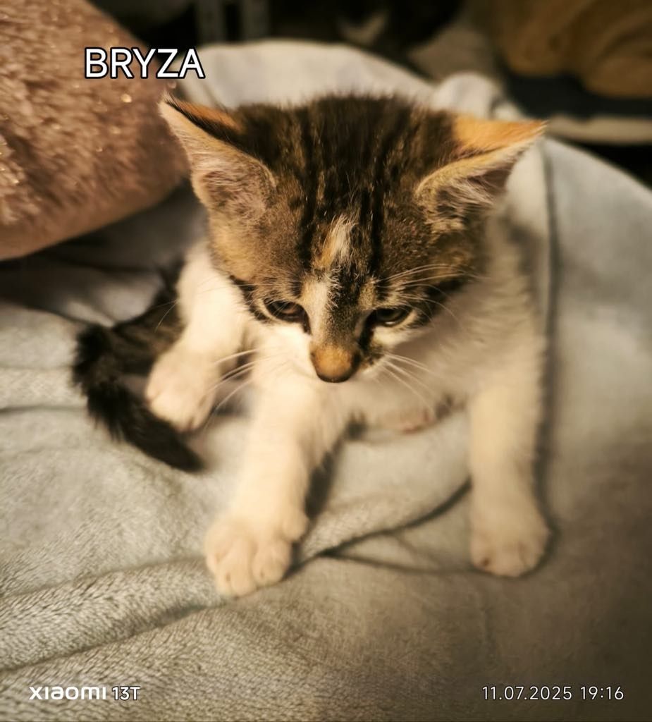 Śliczna kotka do adopcji