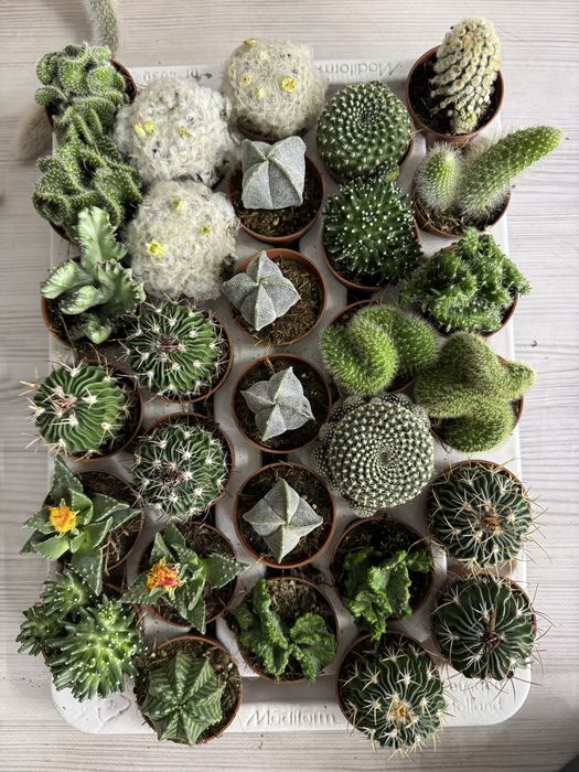 Сукуленти Суккуленты кактус эхеверия красула седум литопс кактус