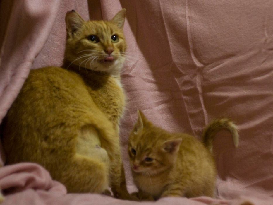 Sliczna ruda kotka szuka kochajacy dom