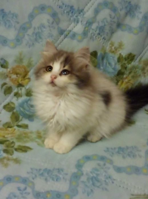 Шотландские породистые котята!Серебристая шиншилла!