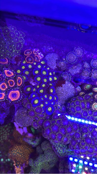 Corais zoanthus desde 15€