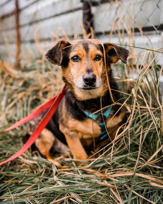 Zbysio – niewielki przyjaciel, który potrzebuje miłości