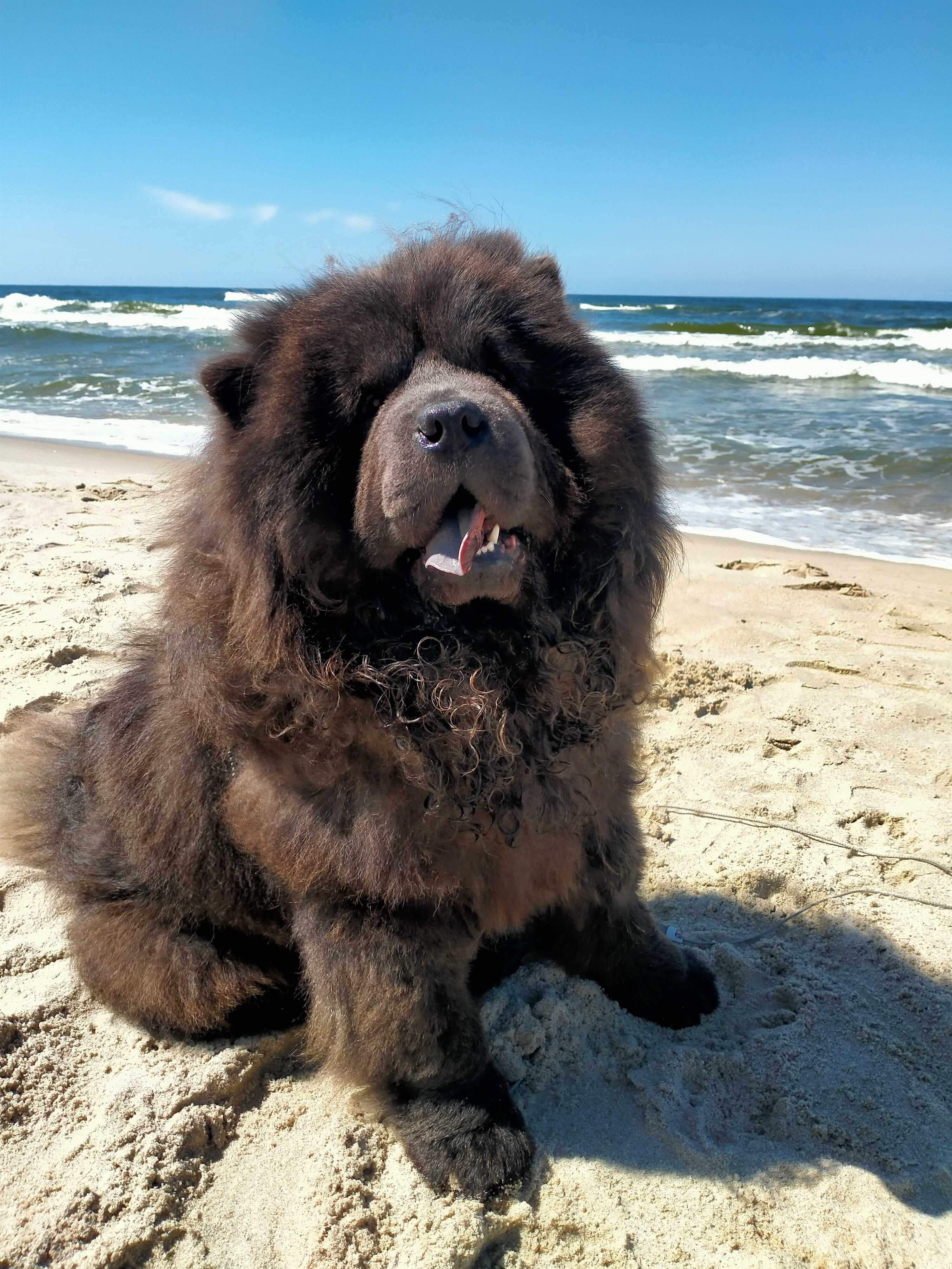 Piękny Niebieski Pies chow-chow Dorosły. Mazowieckie