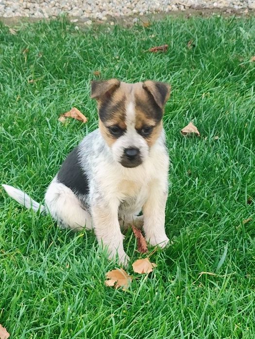 Oddam za darmo 2 małe szczeniaki