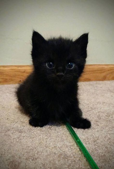 Кошеня хлопчик 1,5 міс сирота