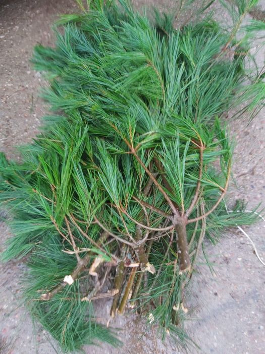 Wejmutka opolskie ilosći hurtowe