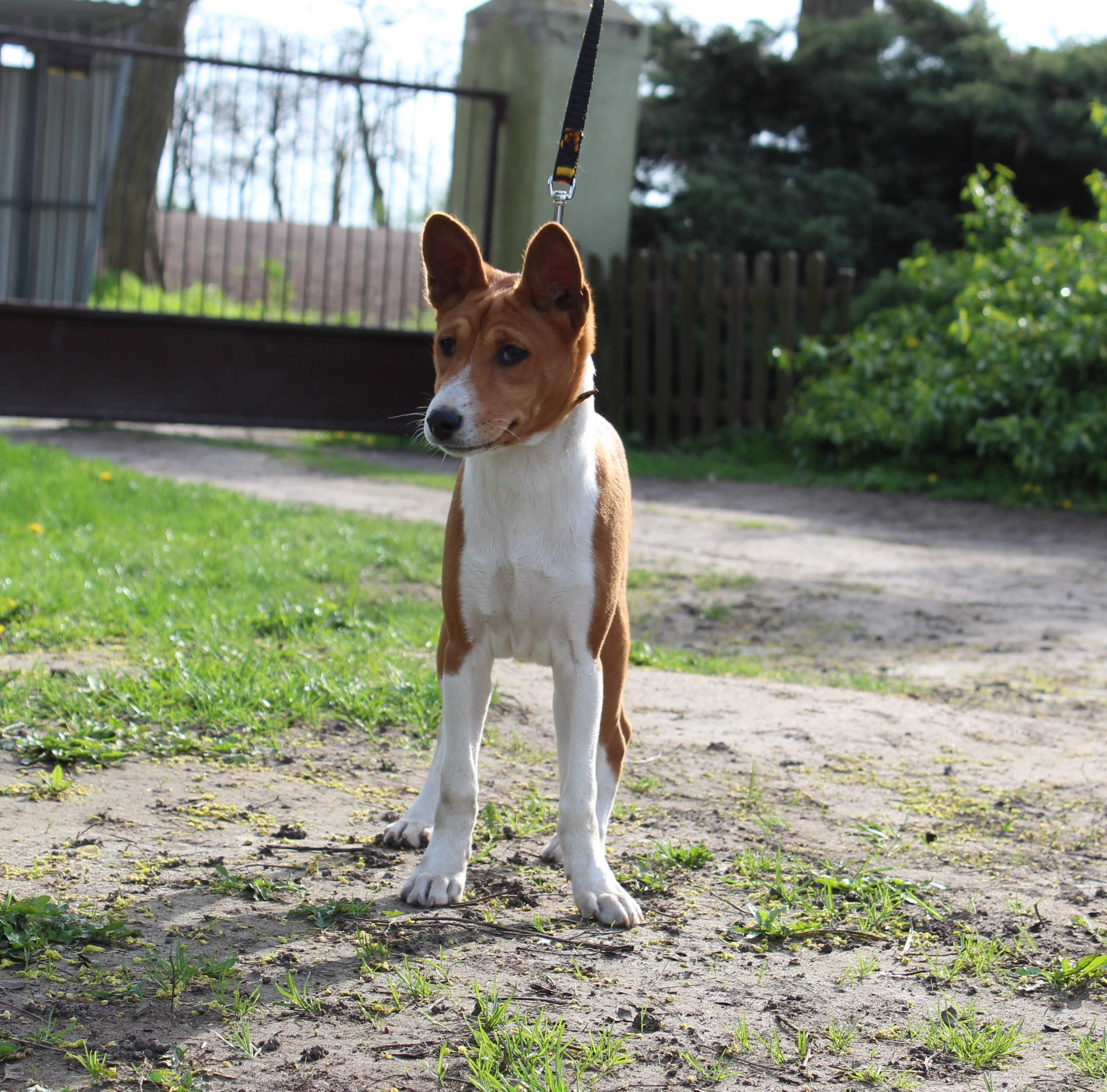 Piesek Basenji FCI