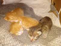 Dou gatinhos bebes