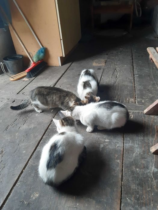 Śliczne kotki do oddania. 8