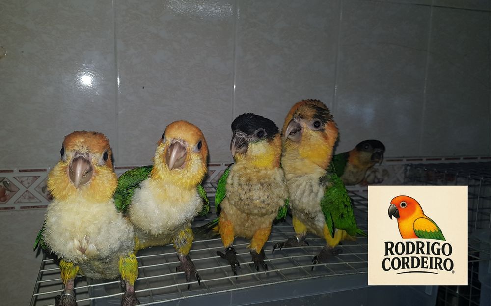 Papagaios,  marianinhas e outros