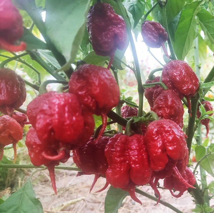 Świeża papryka chili Carolina Reaper na sosy,olej superhot