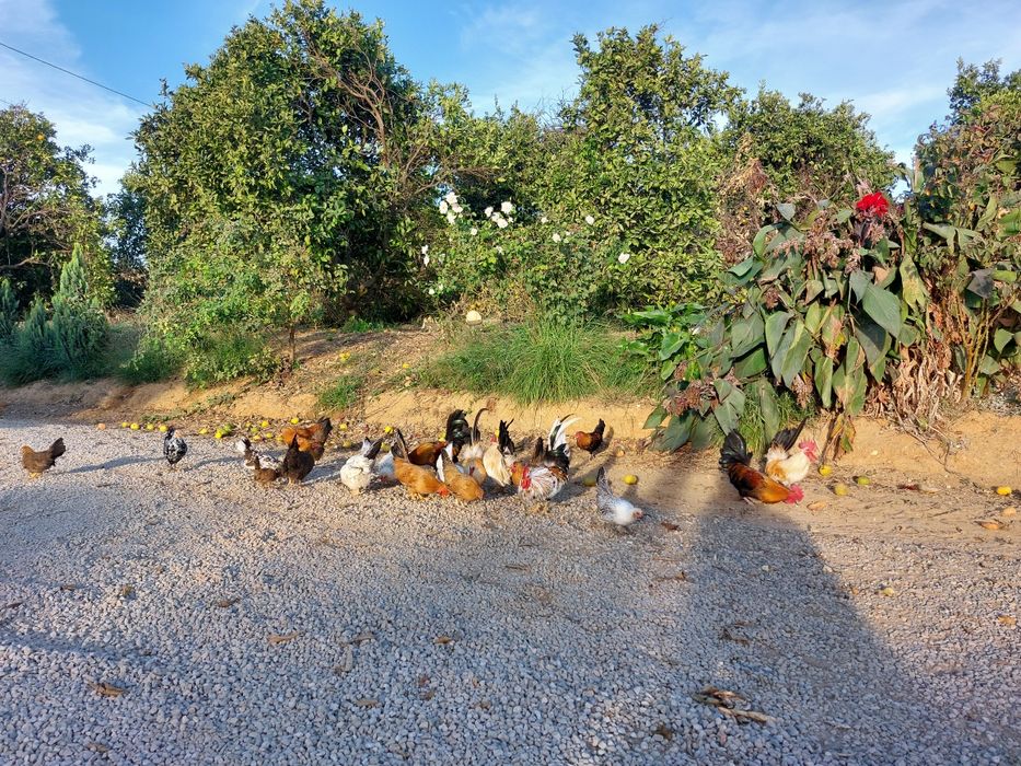VENDEM-SE GALINHAS ornamentais,várias raças e idades